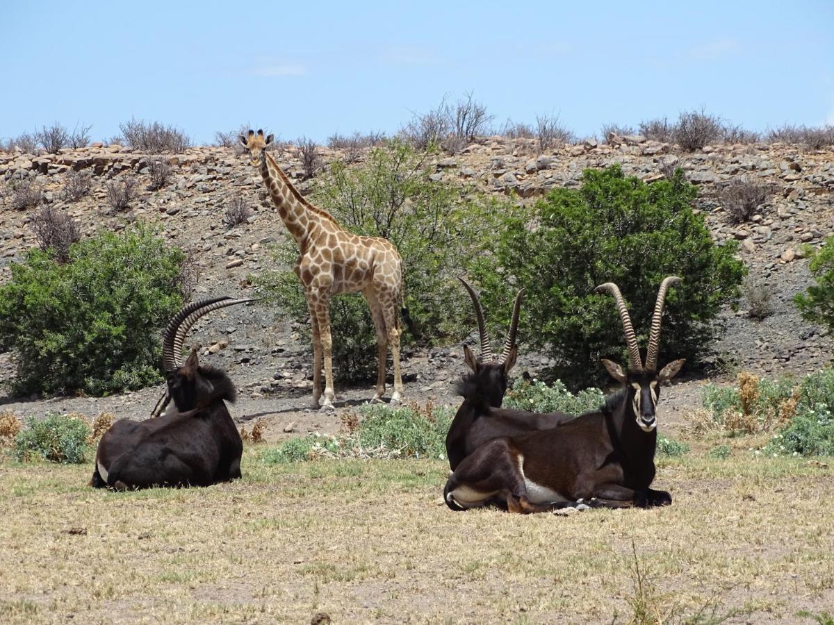 Teri-Lemveli Lodge Beaufort West Dış mekan fotoğraf