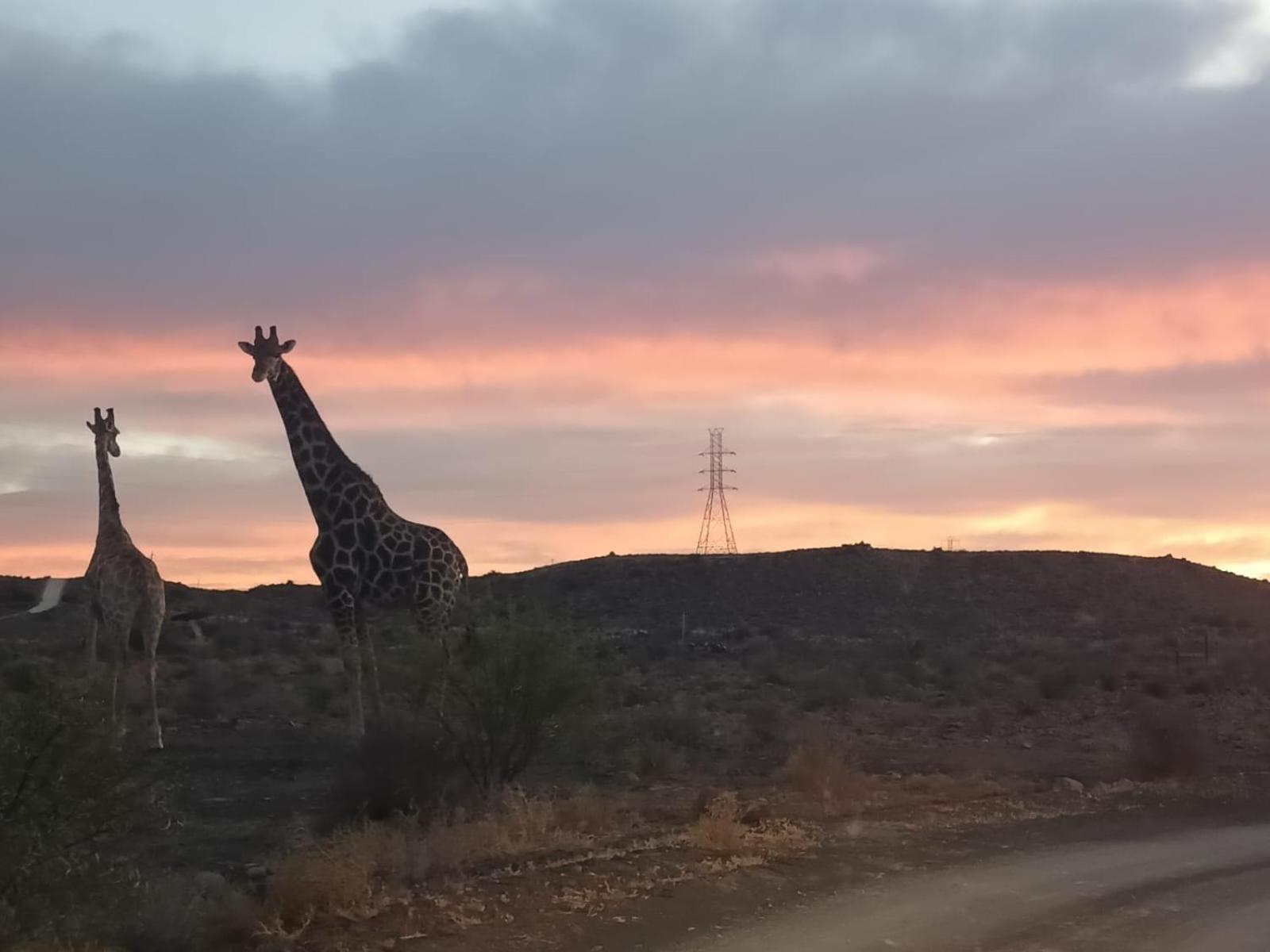 Teri-Lemveli Lodge Beaufort West Dış mekan fotoğraf